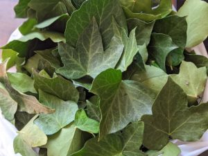 Lire la suite à propos de l’article Recette de la lessive au lierre