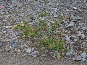 Lire la suite à propos de l’article Désherbant naturel maison