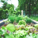 Lire la suite à propos de l’article 10 bonnes raisons d’installer des carrés potagers dans votre jardin