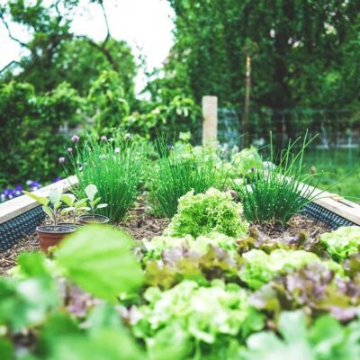 avantages des carrés potagers