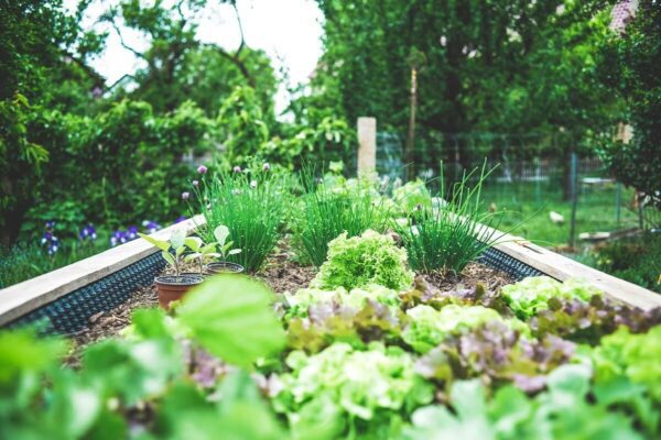 You are currently viewing 10 bonnes raisons d’installer des carrés potagers dans votre jardin