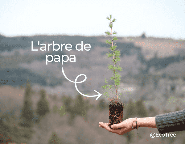 arbre à planter pour la fête des pères